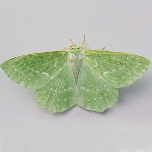 Image of Large Emerald - Geometra papilionaria