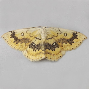 Image of Mocha - Cyclophora annularia