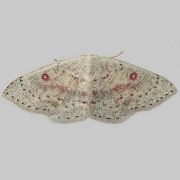 Picture of Birch Mocha - Cyclophora albipunctata