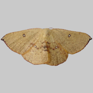 Picture of Blair's Mocha - Cyclophora puppillaria