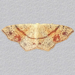 Image of Maiden's Blush - Cyclophora punctaria