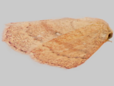 Left profile - 2