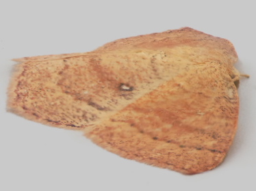 Left profile - 1