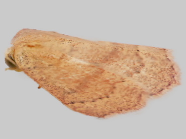 Right profile - 2