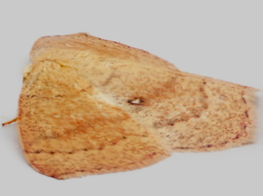 Right profile - 1