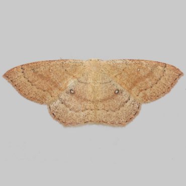 Picture of Clay Triple-lines - Cyclophora linearia (Second Generation)*