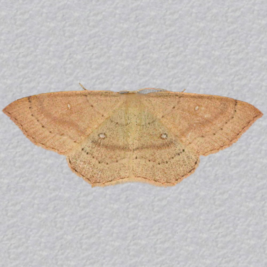 Top - 2