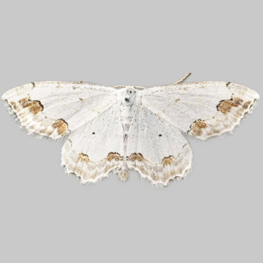 Picture of Lace Border - Scopula ornata*