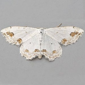 Image of Lace Border - Scopula ornata*