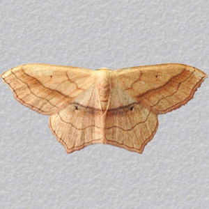 Image of Small Blood-vein - Scopula imitaria