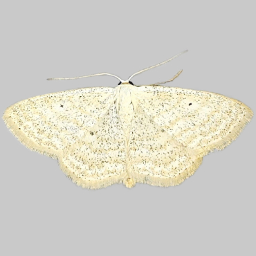 Picture of Lesser Cream Wave - Scopula immutata