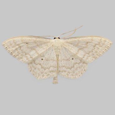 Picture of Cream Wave - Scopula floslactata*