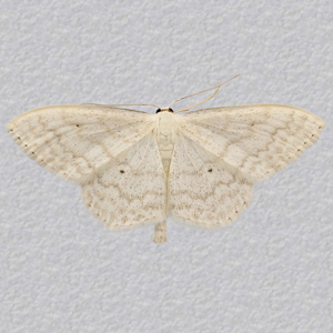 Image of Cream Wave - Scopula floslactata*