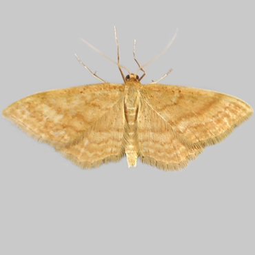 Picture of Bright Wave - Idaea ochrata