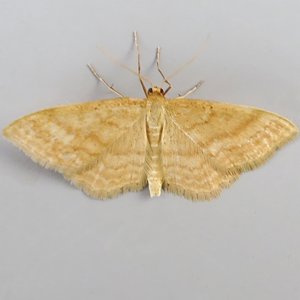 Image of Bright Wave - Idaea ochrata