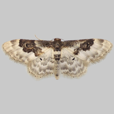 Picture of Least Carpet - Idaea rusticata