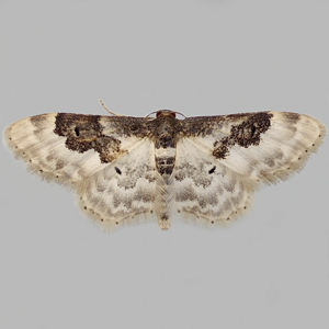 Image of Least Carpet - Idaea rusticata