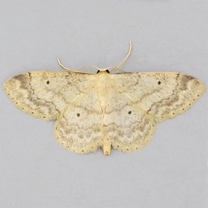Image of Small Fan-footed Wave - Idaea biselata