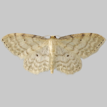 Picture of Dwarf Cream Wave - Idaea fuscovenosa