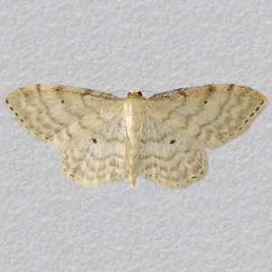 Image of Dwarf Cream Wave - Idaea fuscovenosa