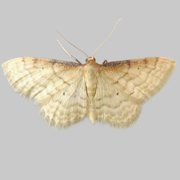 Picture of Isle of Wight Wave - Idaea humiliata