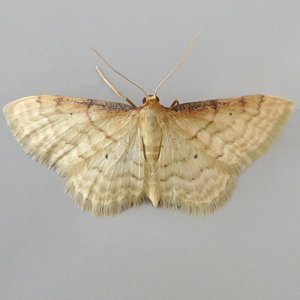 Image of Isle of Wight Wave - Idaea humiliata