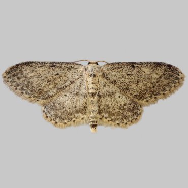 Picture of Small Dusty Wave - Idaea seriata*