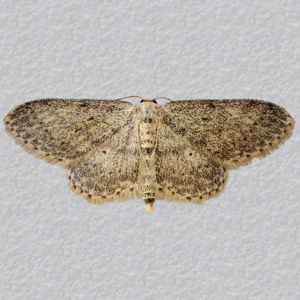 Image of Small Dusty Wave - Idaea seriata*