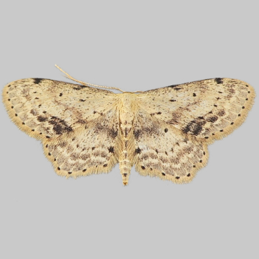 Picture of Single-dotted Wave - Idaea dimidiata