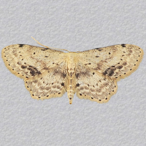 Image of Single-dotted Wave - Idaea dimidiata