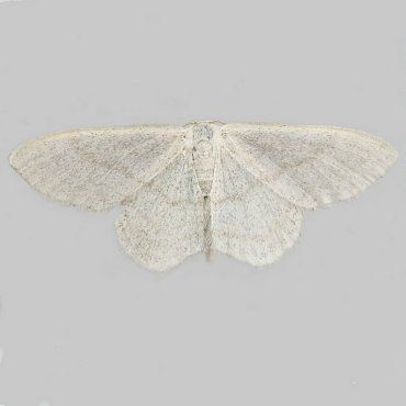 Picture of Satin Wave - Idaea subsericeata*