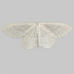 Image of Satin Wave - Idaea subsericeata*