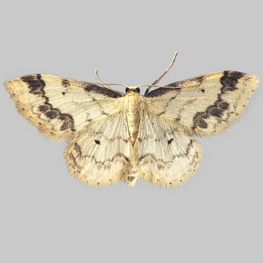 Picture of Treble Brown Spot - Idaea trigeminata