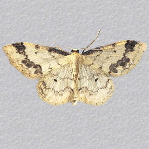 Image of Treble Brown Spot - Idaea trigeminata