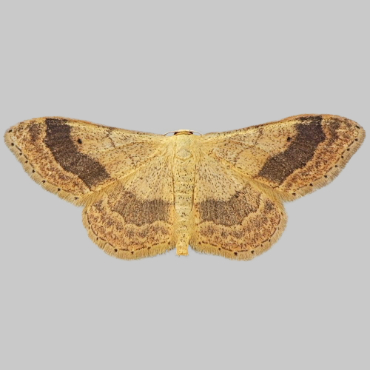 Picture of Riband Wave - Idaea aversata*