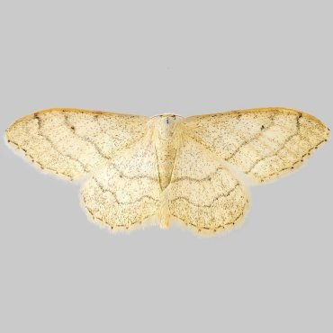 Picture of Riband Wave - Idaea aversata f. remutata*