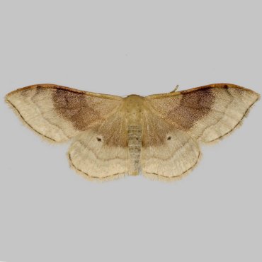 Picture of Portland Ribbon Wave - Idaea degeneraria*