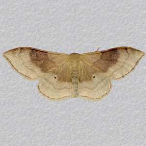 Image of Portland Ribbon Wave - Idaea degeneraria*