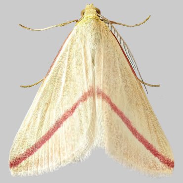 Picture of Vestal - Rhodometra sacraria