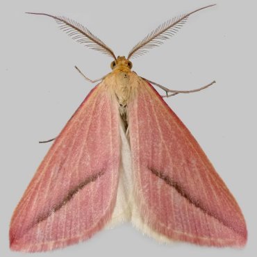 Picture of Vestal - Rhodometra sacraria ab. rosea