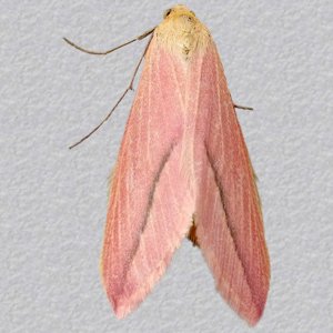 Image of Vestal - Rhodometra sacraria ab. rosea