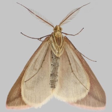 Alternate view
