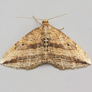 Image of Oblique Carpet - Orthonama vittata