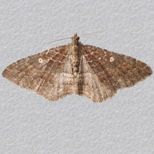 Image of Gem - Nycterosea obstipata (Female)