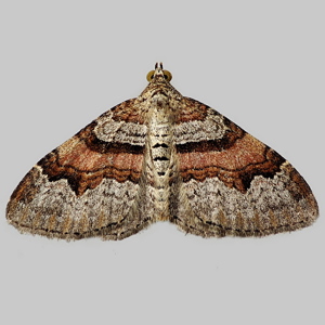 Image of Flame Carpet - Xanthorhoe designata