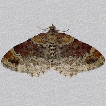Top - 2
