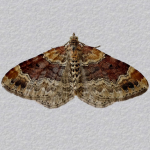 Image of Red Twin-spot Carpet - Xanthorhoe spadicearia