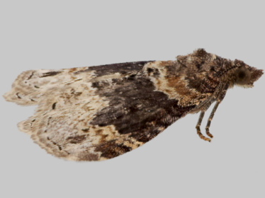 Left profile - 2
