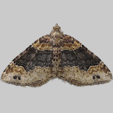 Picture of Dark-barred Twin-spot Carpet - Xanthorhoe ferrugata*