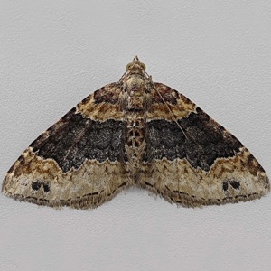 Image of Dark-barred Twin-spot Carpet - Xanthorhoe ferrugata*